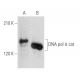 western blotting image from recommended DNA pol δ cat (A-9) monoclonal antibody replacement. Image 355551