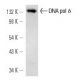 DNA pol δ cat Antibody (E-3) - Western Blotting - Image 12904 