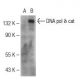 DNA pol δ cat Antibody (E-3) - Western Blotting - Image 109585