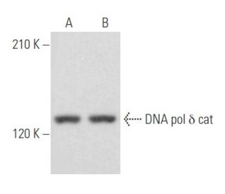 DNA pol &delta; cat Antibody (E-3) - Western Blotting - Image 355558 