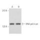 DNA pol δ cat Antibody (E-3) - Western Blotting - Image 355558 