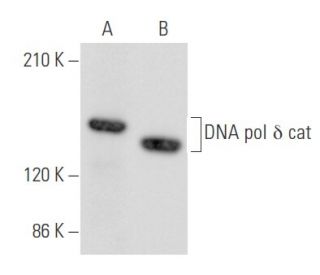 DNA pol &delta; cat Antibody (F-9) - Western Blotting - Image 355552 