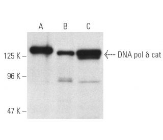 DNA pol δ cat Antibody (C-2) - Western Blotting - Image 1301