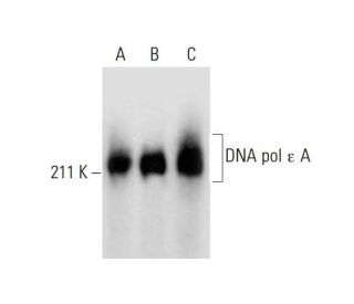 DNA pol &epsilon; A Antibody (D-10) - Western Blotting - Image 290008 