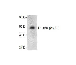 DNA pol &epsilon; B Antibody (B-3) - Western Blotting - Image 157862