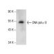 DNA pol ε B Antibody (B-3) - Western Blotting - Image 157862