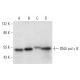DNA pol ε B Antibody (C-9) - Western Blotting - Image 305833 