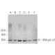 DNA pol ε B Antibody (C-9) - Western Blotting - Image 379315