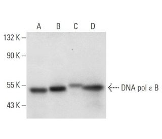 DNA pol ε B Antibody (C-9) - Western Blotting - Image 305833