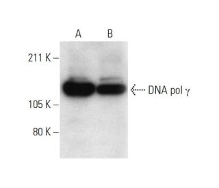 DNA pol &gamma; Antibody (G-6) - Western Blotting - Image 294373 