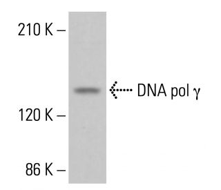 DNA pol γ Antibody (G-6) - Western Blotting - Image 363606