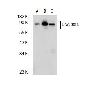 DNA pol &iota; Antibody (NN7) - Western Blotting - Image 32599
