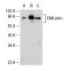 DNA pol ι Antibody (NN7) - Western Blotting - Image 32599