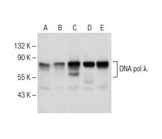 DNA pol &lambda; Antibody (E-11) - Western Blotting - Image 150604 