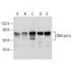 DNA pol λ Antibody (E-11) - Western Blotting - Image 150604 