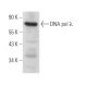 DNA pol λ Antibody (E-11) - Western Blotting - Image 370080