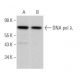 DNA pol λ Antibody (E-11) - Western Blotting - Image 370084 