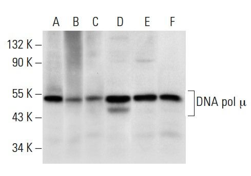 Anti Dna Pol µ Antibody E 8 Scbt Santa Cruz Biotechnology