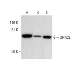 DNA2L Antibody (A-3) - Western Blotting - Image 294602 