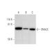 DNA2L Antibody (A-3) - Western Blotting - Image 294602 