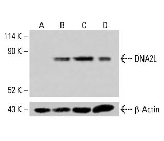 DNA2L Antibody (A-3) - Western Blotting - Image 415231 