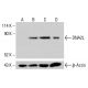 DNA2L Antibody (A-3) - Western Blotting - Image 415231 