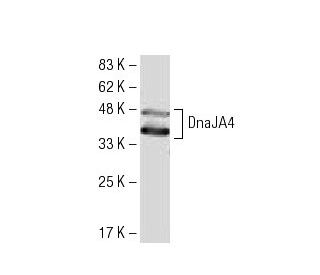 DnaJA4 Antibody (LL2) - Western Blotting - Image 34088Each CRISPR/Cas9 Knockout (KO) Plasmid product consists of a pool of 3 plasmids designed to ensure identification and cleavage of a specific gene for maximum knockout efficiency. Each plasmid encodes a unique 20 nt sequence derived from the GeCKO (v2) library.