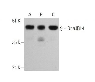 DnaJB14 Antibody (D-6) - Western Blotting - Image 346537 