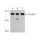 DnaJB14 Antibody (D-6) - Western Blotting - Image 346537 