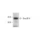 DnaJB14 Antibody (D-6) - Western Blotting - Image 376663