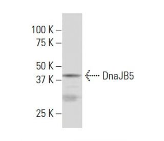 DnaJB5 Antibody (SY7) - Western Blotting - Image 34086