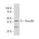 DnaJB5 Antibody (SY7) - Western Blotting - Image 34086