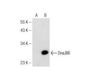 DnaJB6 Antibody (B-5) - Western Blotting - Image 142611