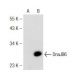 DnaJB6 Antibody (B-5) - Western Blotting - Image 142611