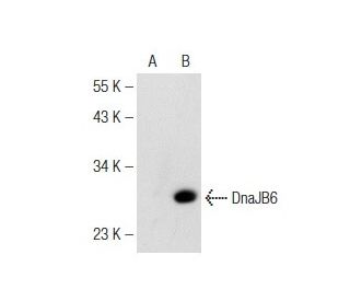 DnaJB6 Antibody (F-8) - Western Blotting - Image 142609