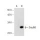 DnaJB6 Antibody (F-8) - Western Blotting - Image 142609