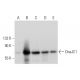 DnaJC1 Antibody (D-10) - Western Blotting - Image 318348 