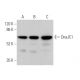 DnaJC1 Antibody (D-10) - Western Blotting - Image 370091 