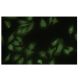 DnaJC10 Antibody (66.7) - Immunofluorescence - Image 35647