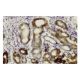 DnaJC10 Antibody (66.7) - Immunohistochemistry - Image 36127 