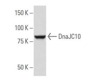 DnaJC10 Antibody (66.7) - Western Blotting - Image 34087 