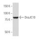 DnaJC10 Antibody (66.7) - Western Blotting - Image 34087 