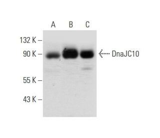 DnaJC10 Antibody (E-5) - Western Blotting - Image 325131 
