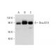 DnaJC10 Antibody (E-5) - Western Blotting - Image 325131 