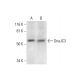 DnaJC3 Antibody (A-7) - Western Blotting - Image 297592