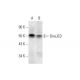 DnaJC3 Antibody (A-7) - Western Blotting - Image 297846 