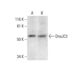 DnaJC3 Antibody (A-7) - Western Blotting - Image 297592
