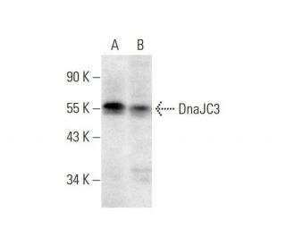 DnaJC3 Antibody (A-7) - Western Blotting - Image 297846
