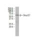 DnaJC7 Antibody (82SS) - Western Blotting - Image 34090 