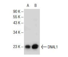 SCBT - Santa Cruz Biotechnology